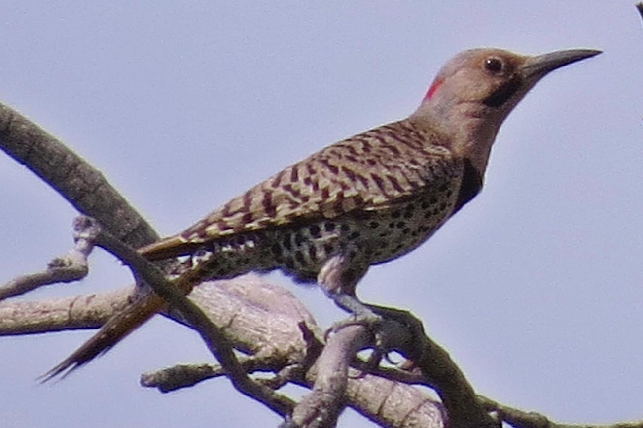 Northern Flicker (Yellow-shafted) Photo by Enid Bachman