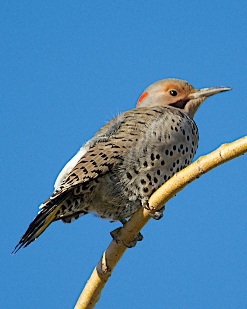Northern Flicker (Yellow-shafted) Photo by Brian Avent