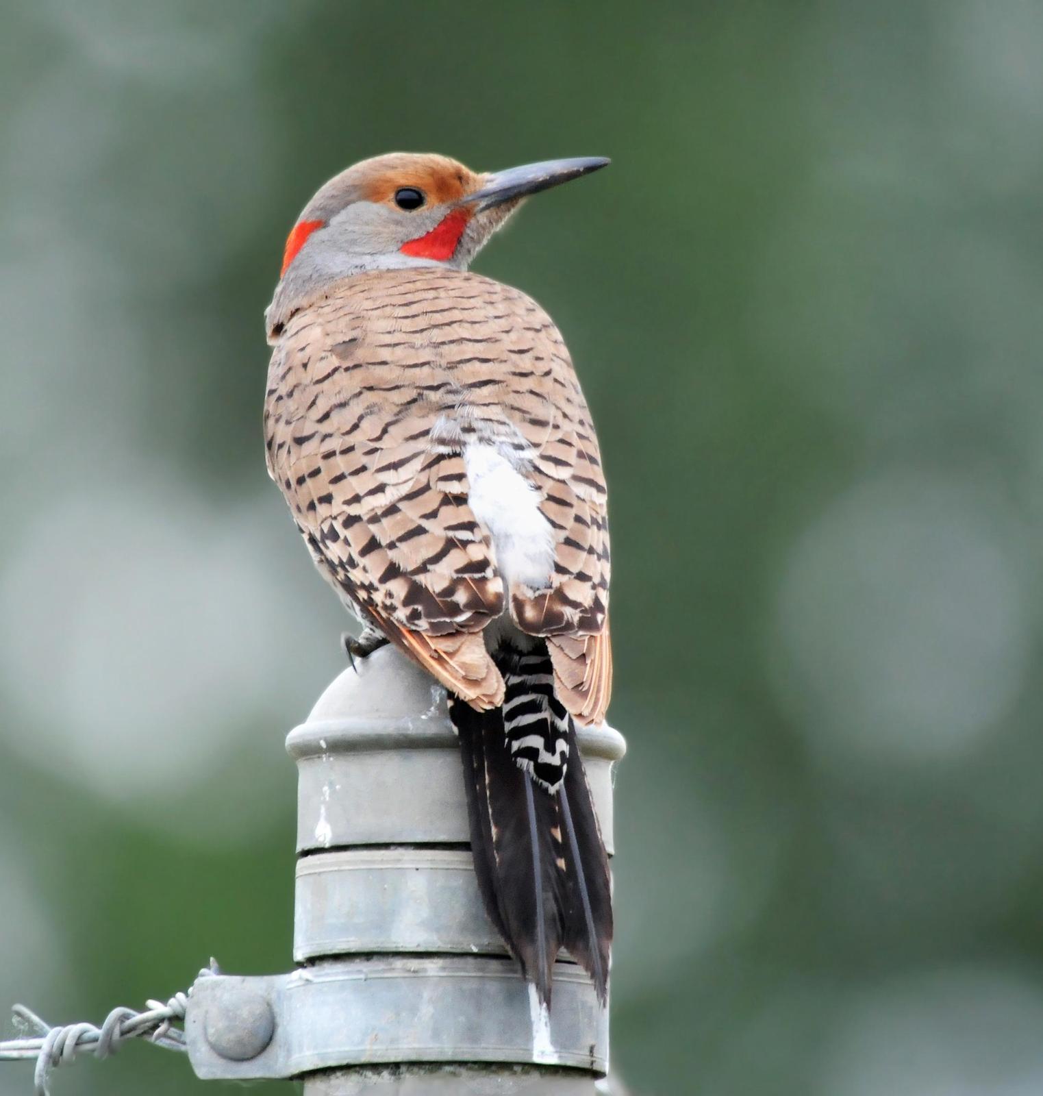 Northern Flicker (Yellow-shafted x Red-shafted) Photo by Steven Mlodinow