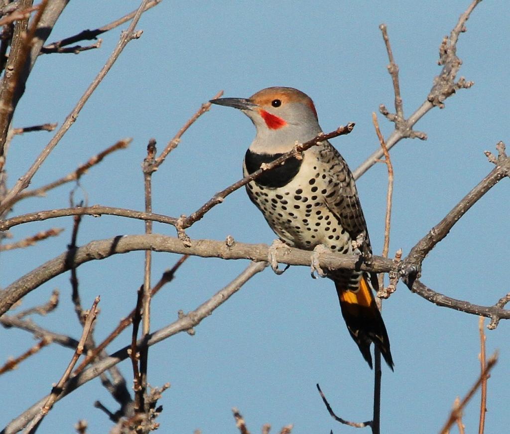 Northern Flicker (Yellow-shafted x Red-shafted) Photo by Vicki Miller