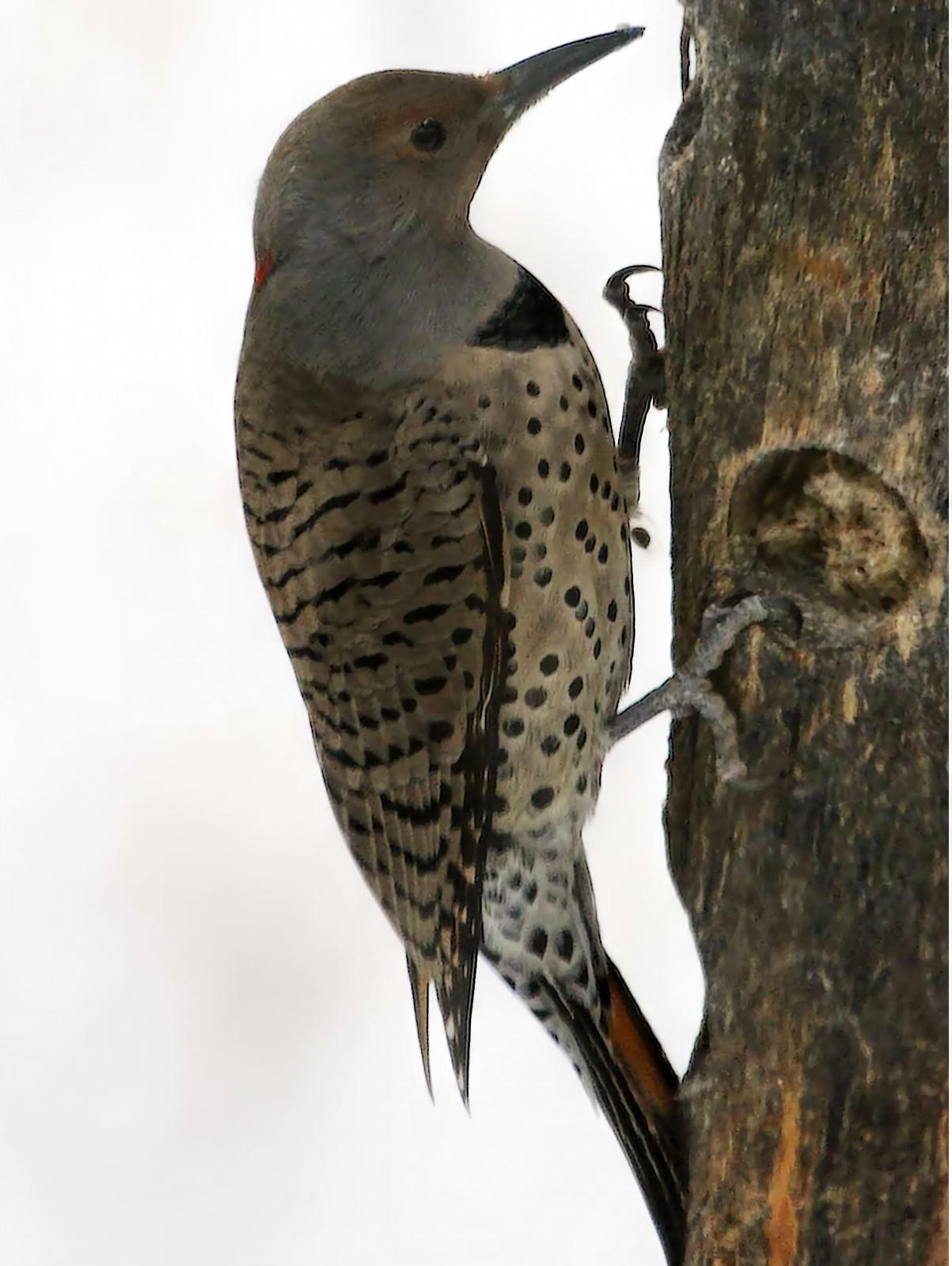 Northern Flicker (Yellow-shafted x Red-shafted) Photo by Dan Tallman