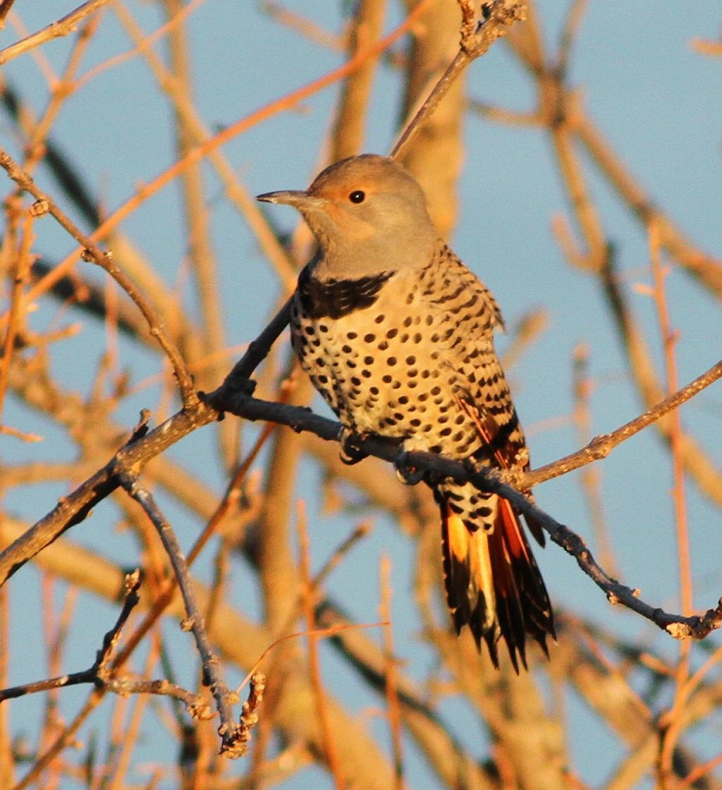 Northern Flicker (Yellow-shafted x Red-shafted) Photo by Vicki Miller