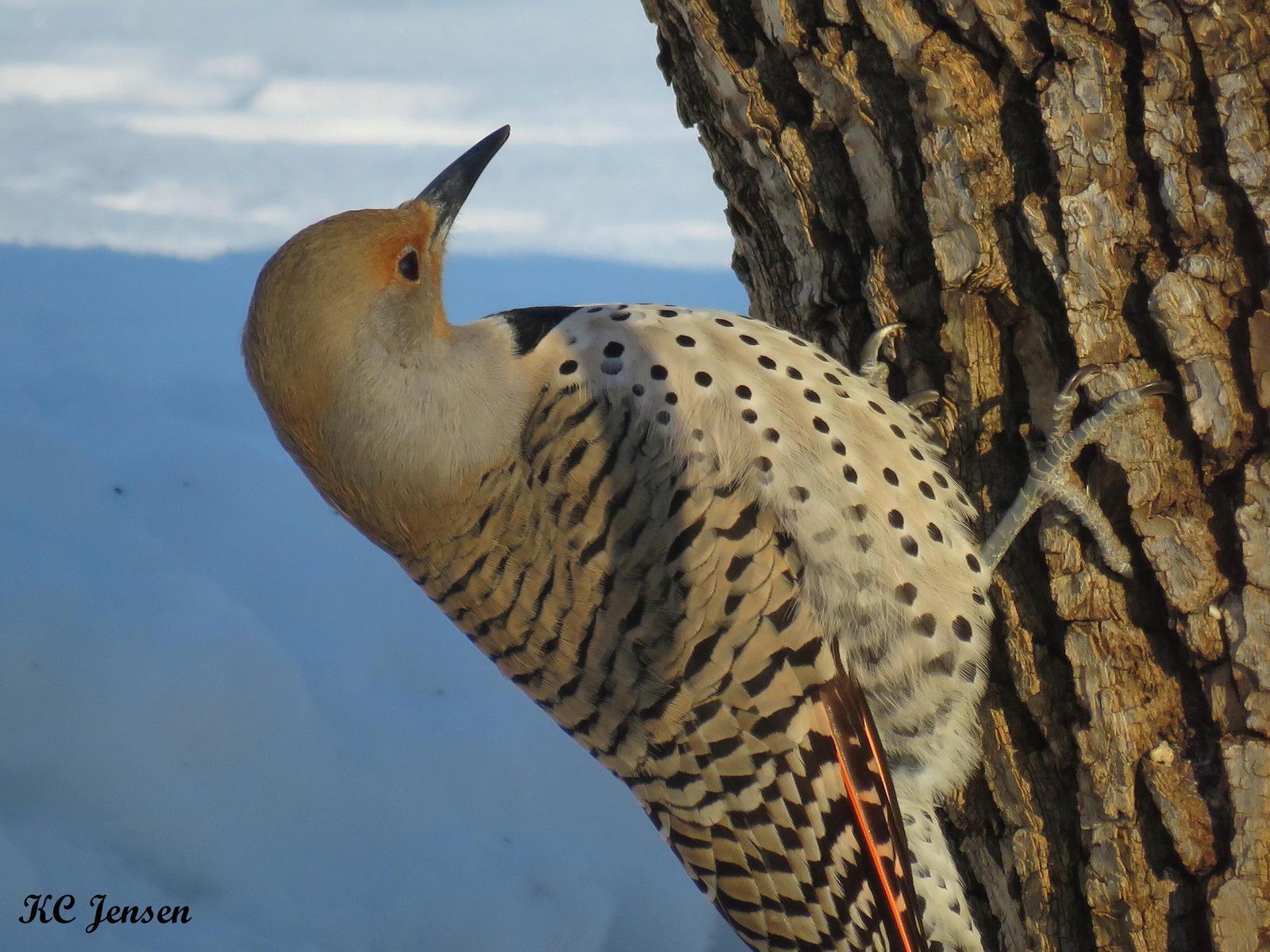 Northern Flicker (Yellow-shafted x Red-shafted) Photo by Kent Jensen