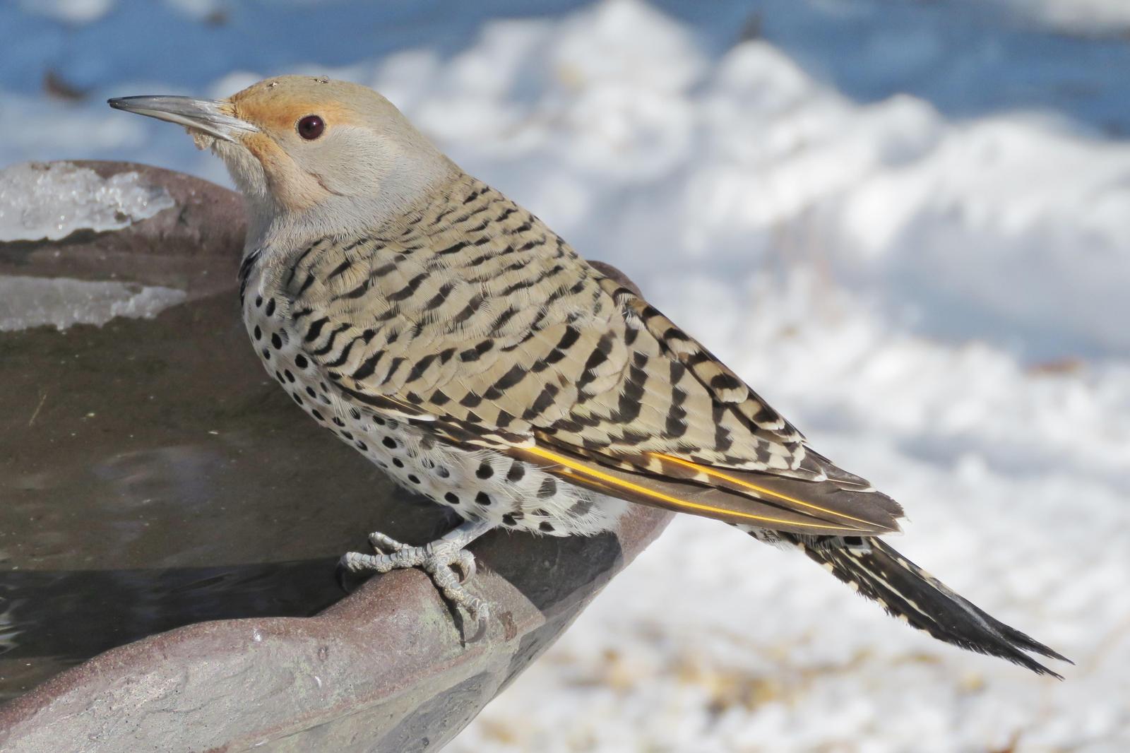 Northern Flicker (Yellow-shafted x Red-shafted) Photo by Bob Neugebauer