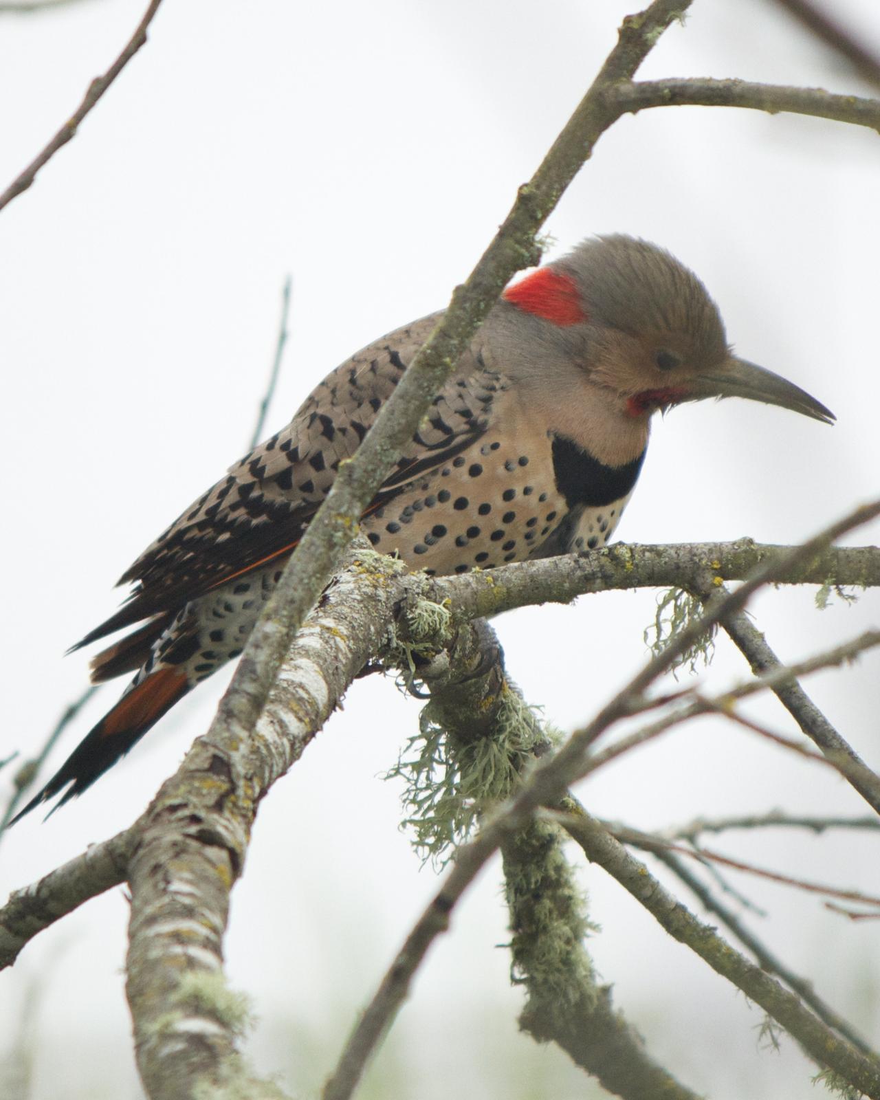 Northern Flicker (Yellow-shafted x Red-shafted) Photo by Mark Baldwin