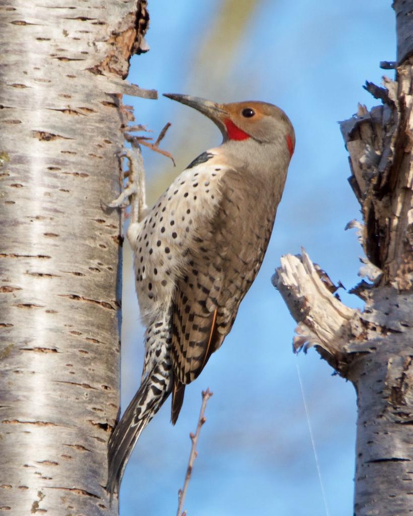 Northern Flicker (Yellow-shafted x Red-shafted) Photo by Brian Avent