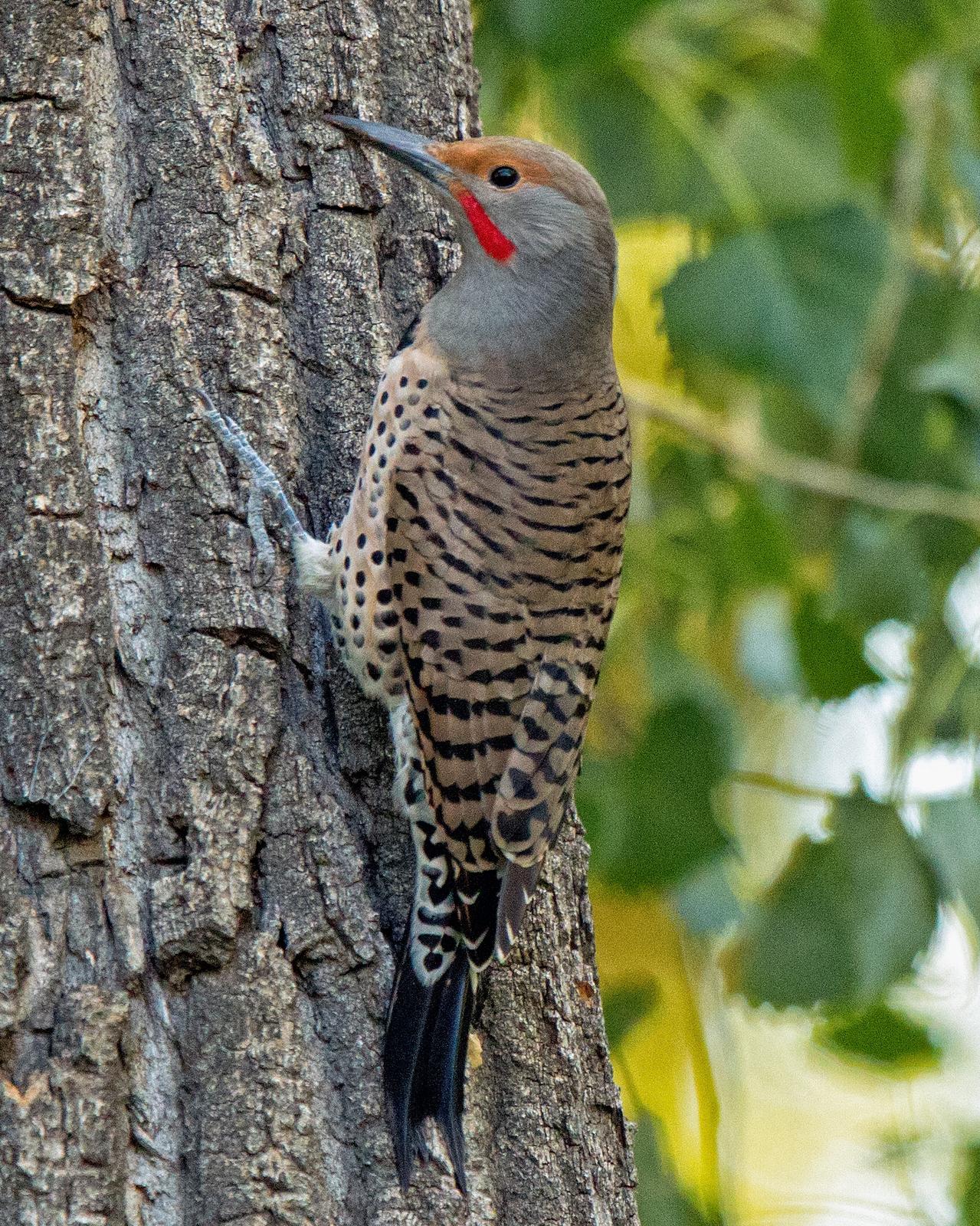 Northern Flicker (Red-shafted) Photo by JC Knoll
