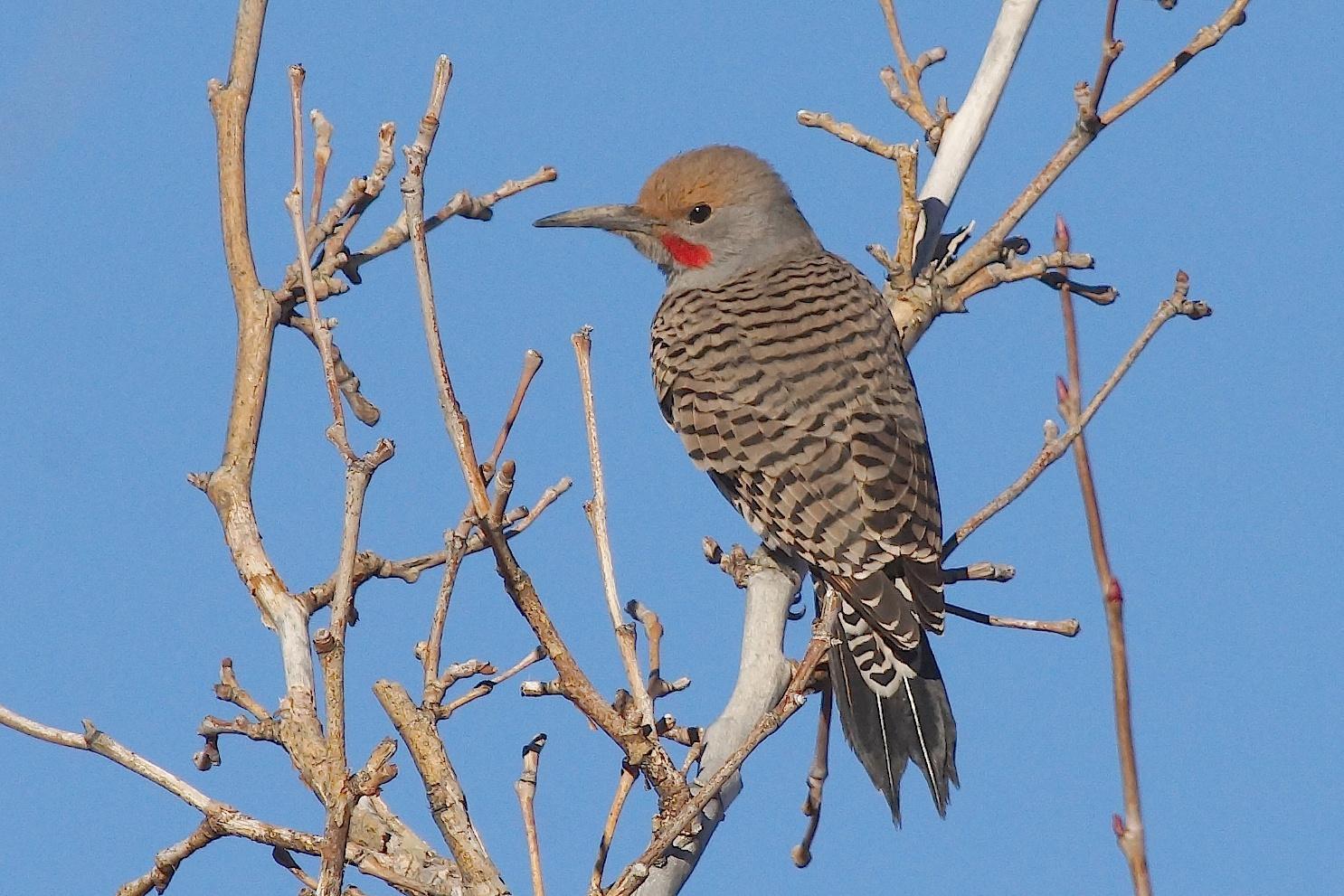 Northern Flicker (Red-shafted) Photo by Gerald Hoekstra