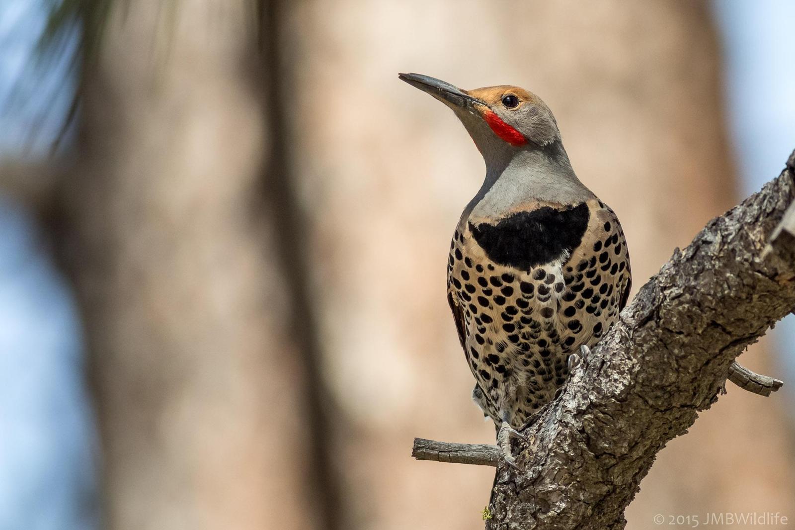 Northern Flicker (Red-shafted) Photo by Jeff Bray