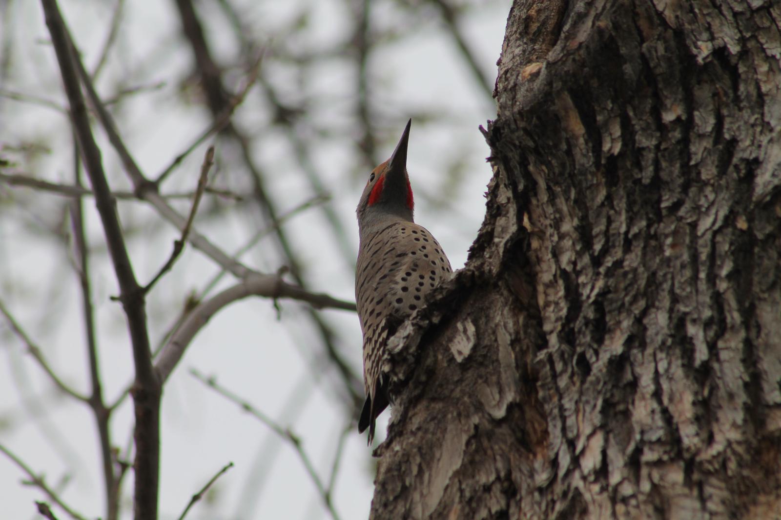 Northern Flicker (Red-shafted) Photo by Lorraine Lanning
