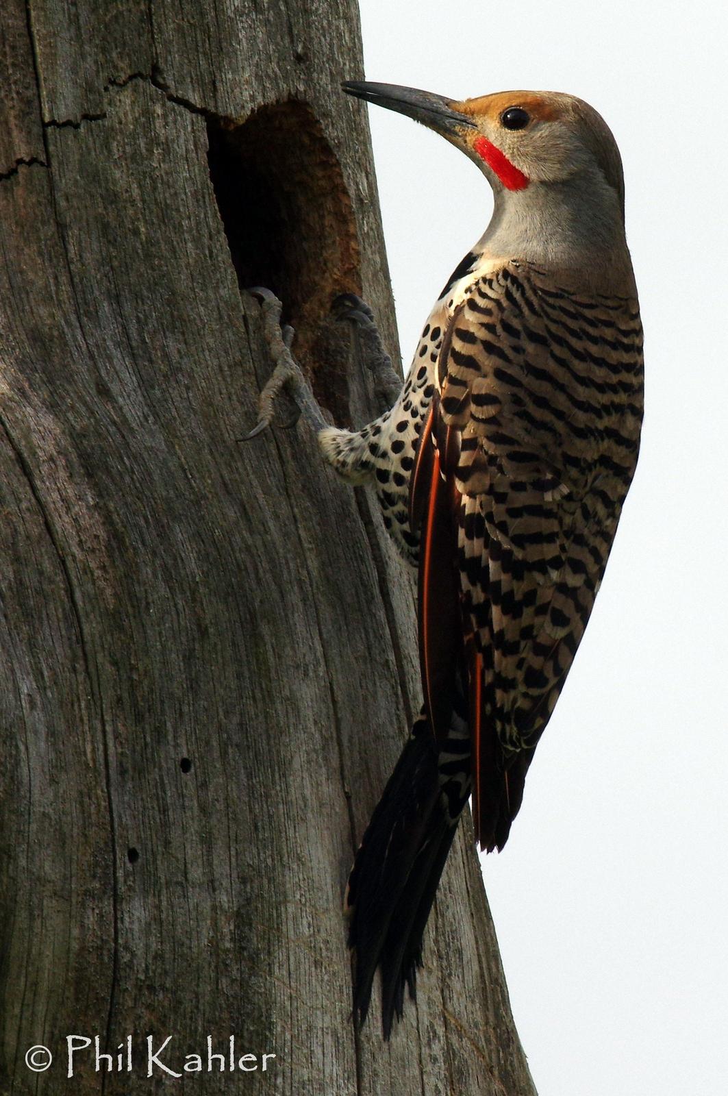 Northern Flicker (Red-shafted) Photo by Phil Kahler