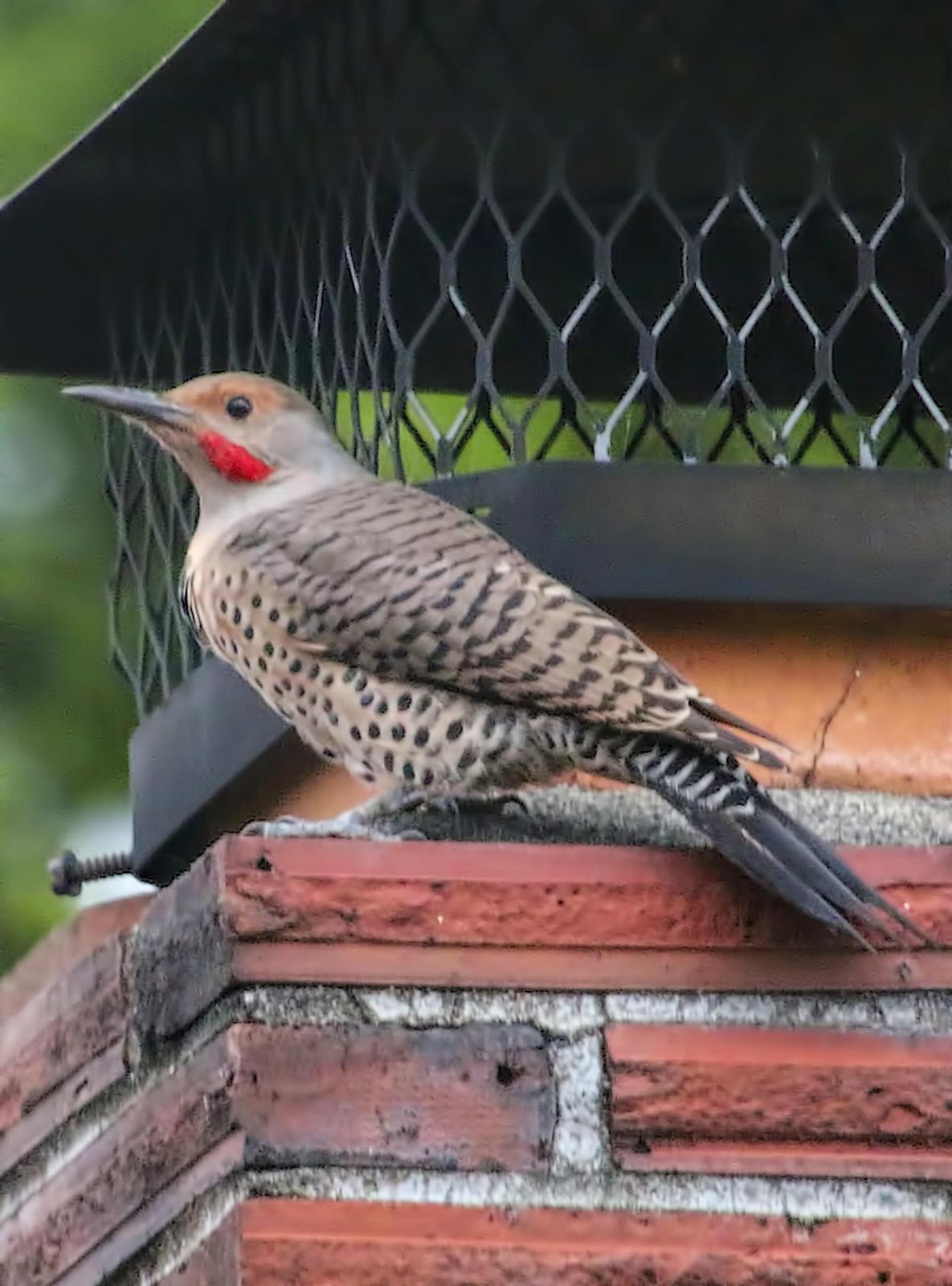 Northern Flicker (Red-shafted) Photo by Dan Tallman