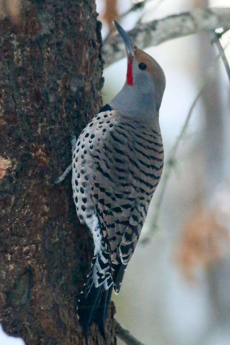 Northern Flicker (Red-shafted) Photo by Skip Russell