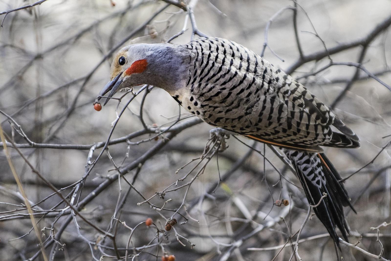 Northern Flicker (Red-shafted) Photo by Mason Rose