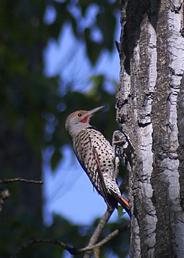 Northern Flicker (Red-shafted) Photo by Dan Tallman