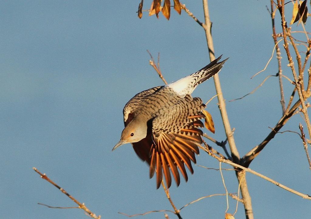 Northern Flicker (Red-shafted) Photo by Vicki Miller