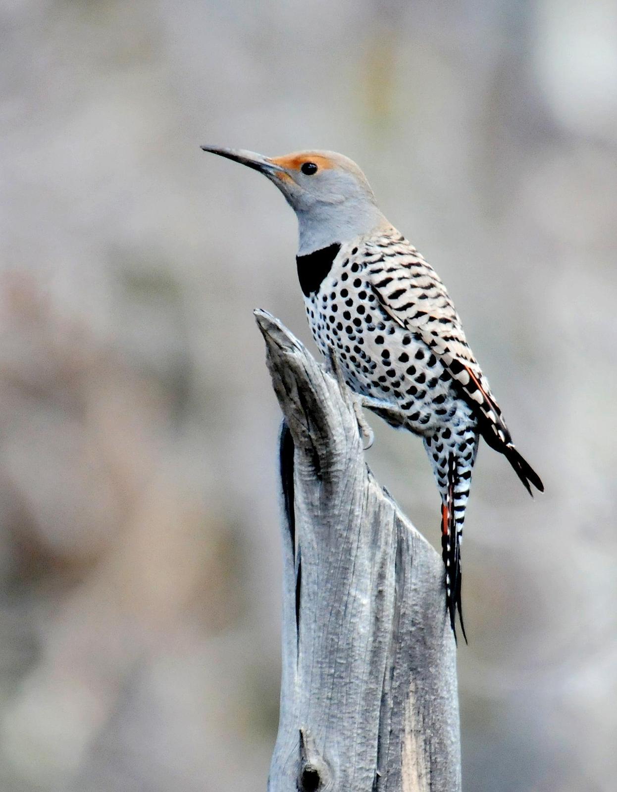 Northern Flicker (Red-shafted) Photo by Steven Mlodinow