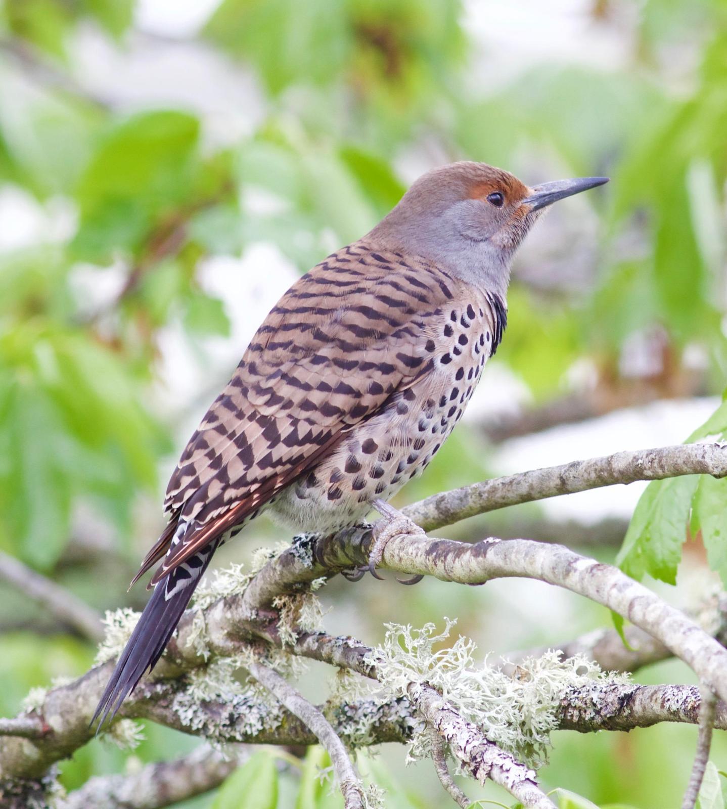Northern Flicker (Red-shafted) Photo by Kathryn Keith