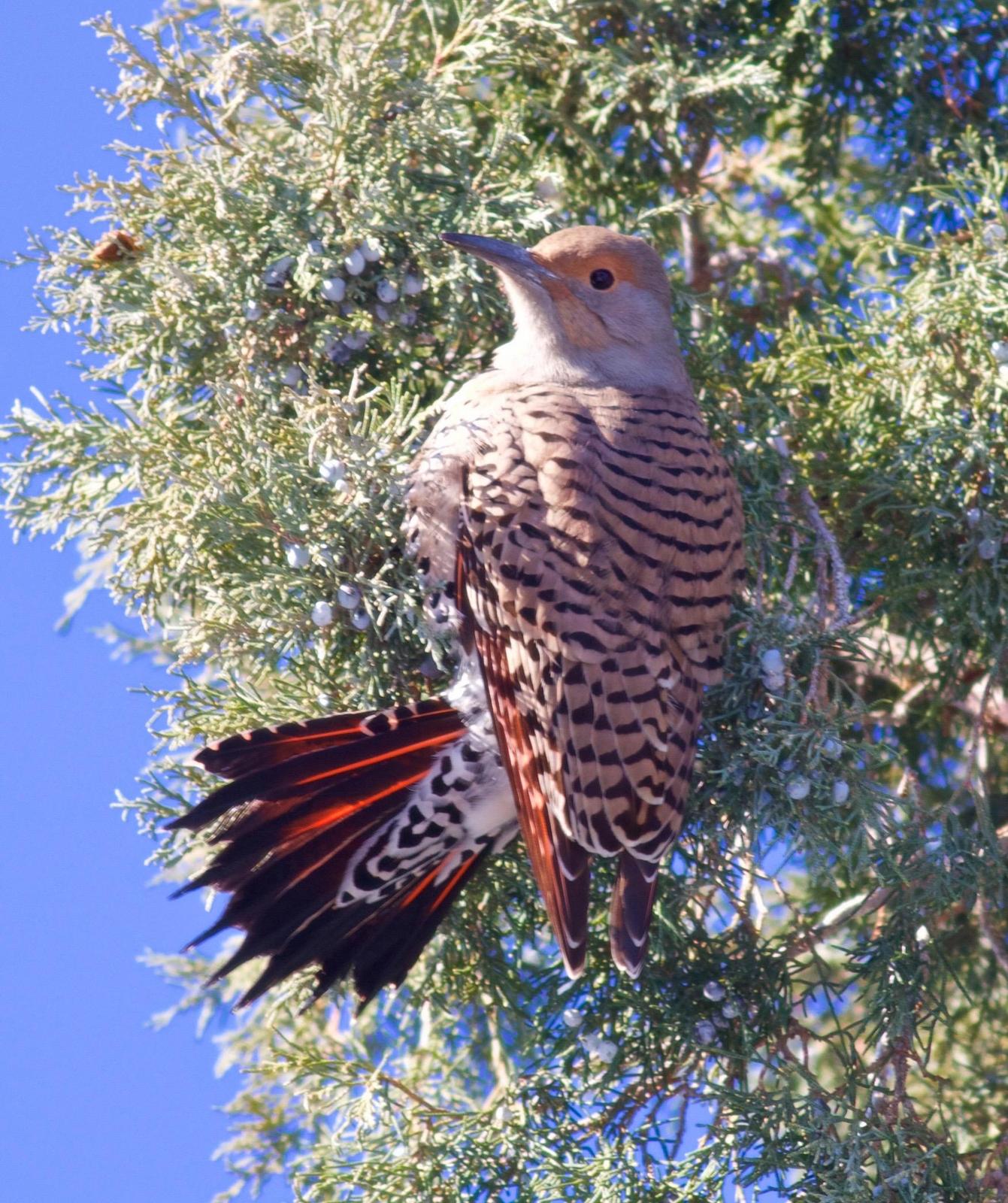 Northern Flicker (Red-shafted) Photo by Kathryn Keith