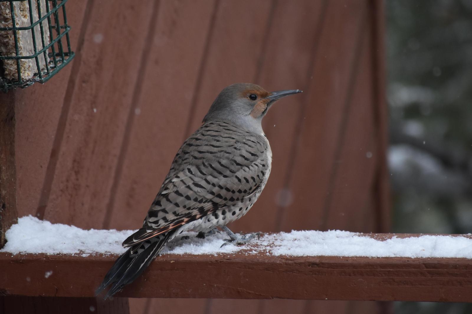 Northern Flicker (Red-shafted) Photo by Evelyn [aret
