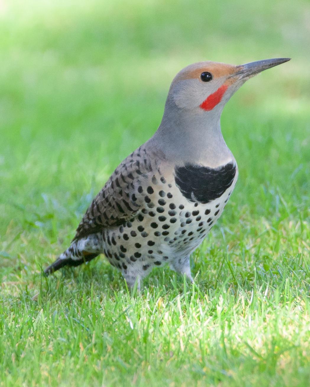 Northern Flicker (Red-shafted) Photo by Brian Avent