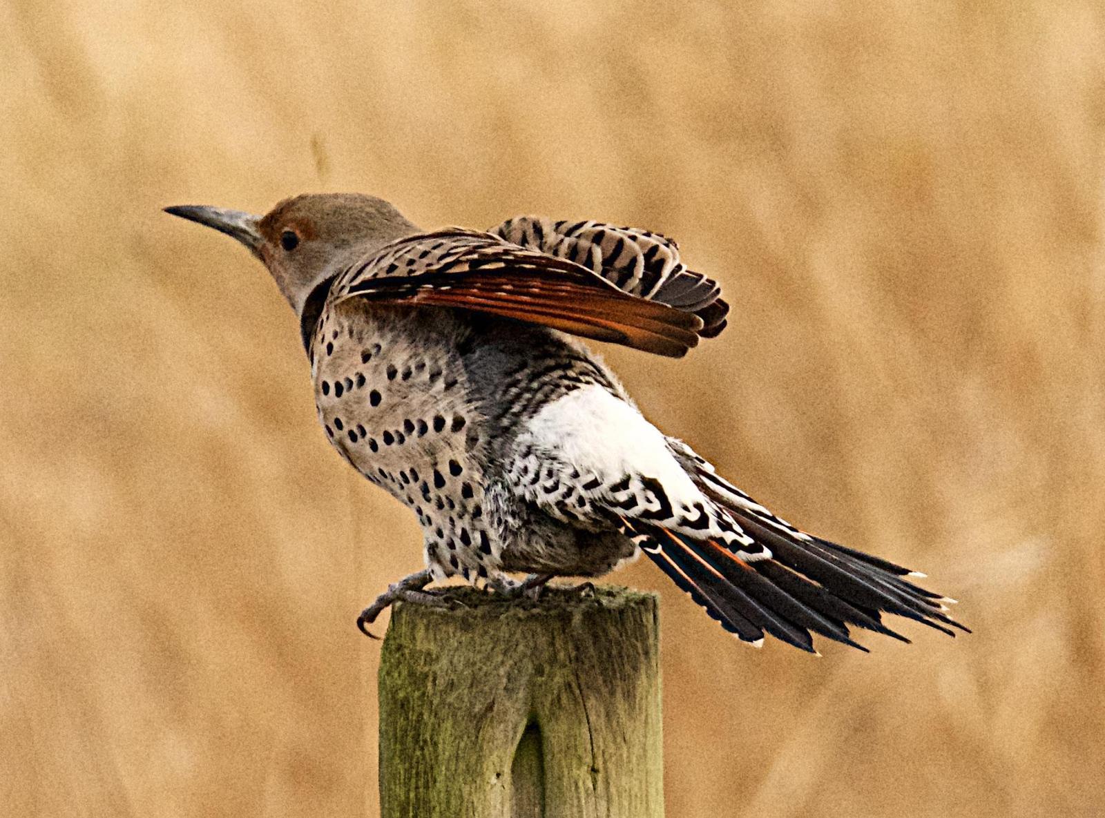 Northern Flicker (Red-shafted) Photo by Brian Avent
