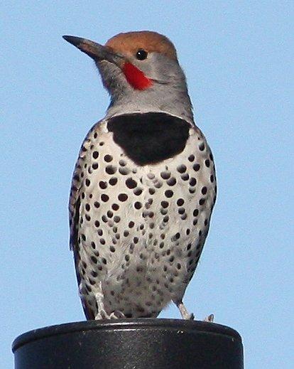 Gilded Flicker Photo by Andrew Core