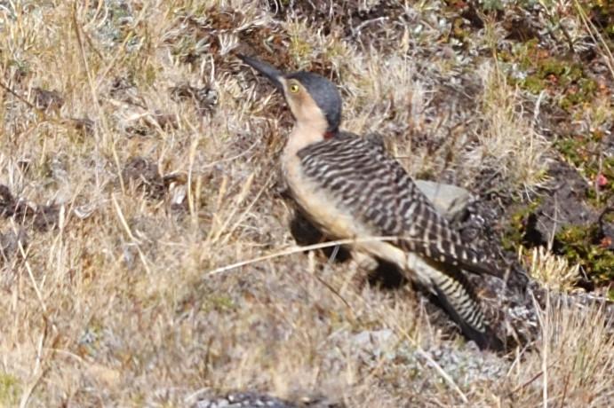 Andean Flicker Photo by Ann Doty