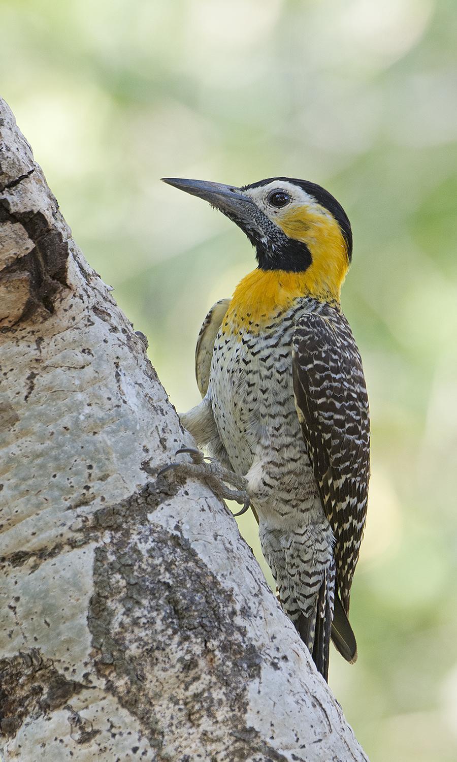 Campo Flicker Photo by Bonnie Flamer