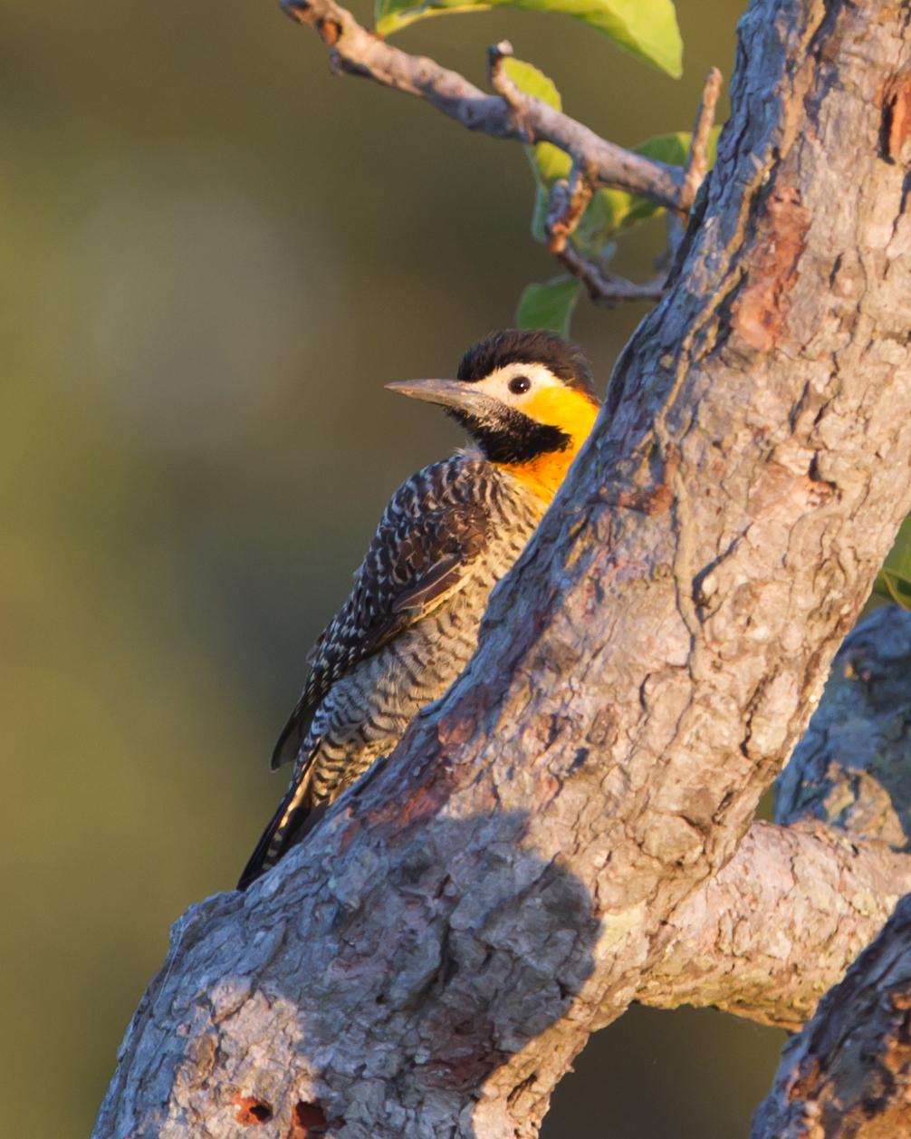 Campo Flicker Photo by Kevin Berkoff