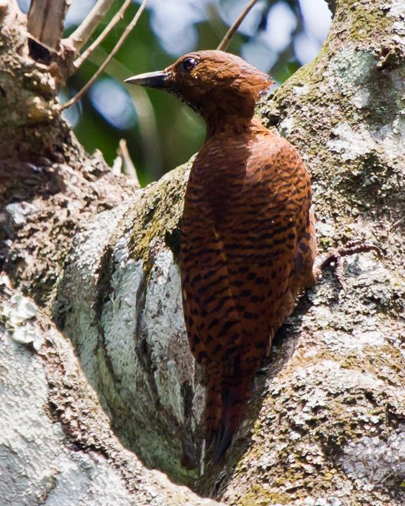 Rufous Woodpecker Photo by Rahul Kaushik