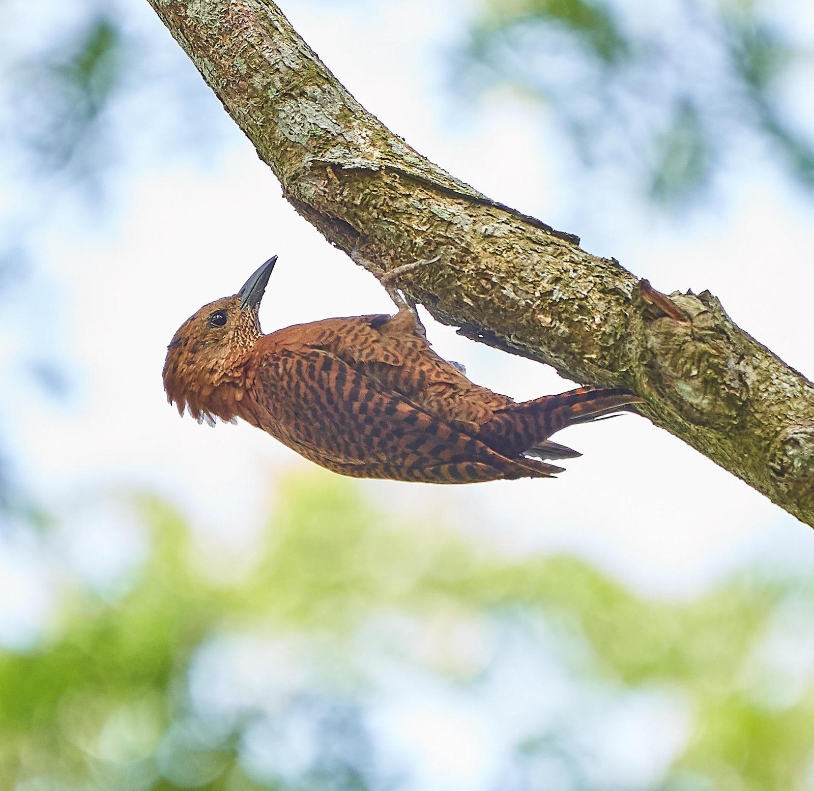 Rufous Woodpecker Photo by Steven Cheong