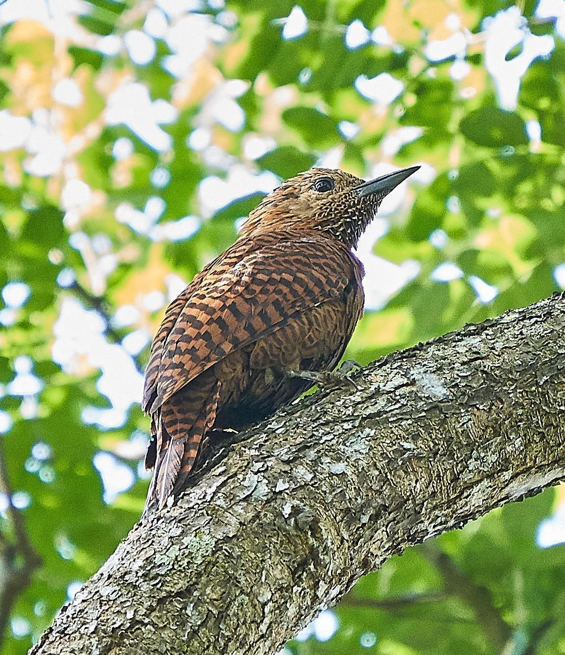 Rufous Woodpecker Photo by Steven Cheong
