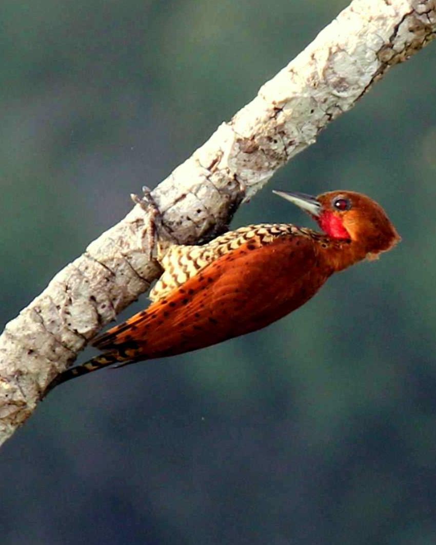 Cinnamon Woodpecker Photo by Molly Wollam