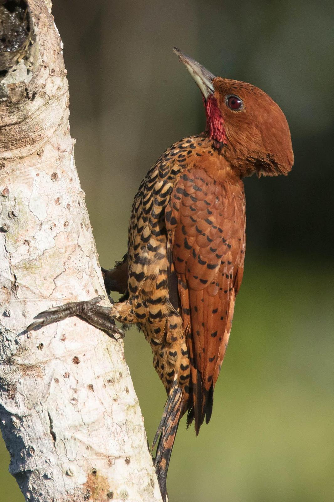 Cinnamon Woodpecker Photo by Denis Rivard