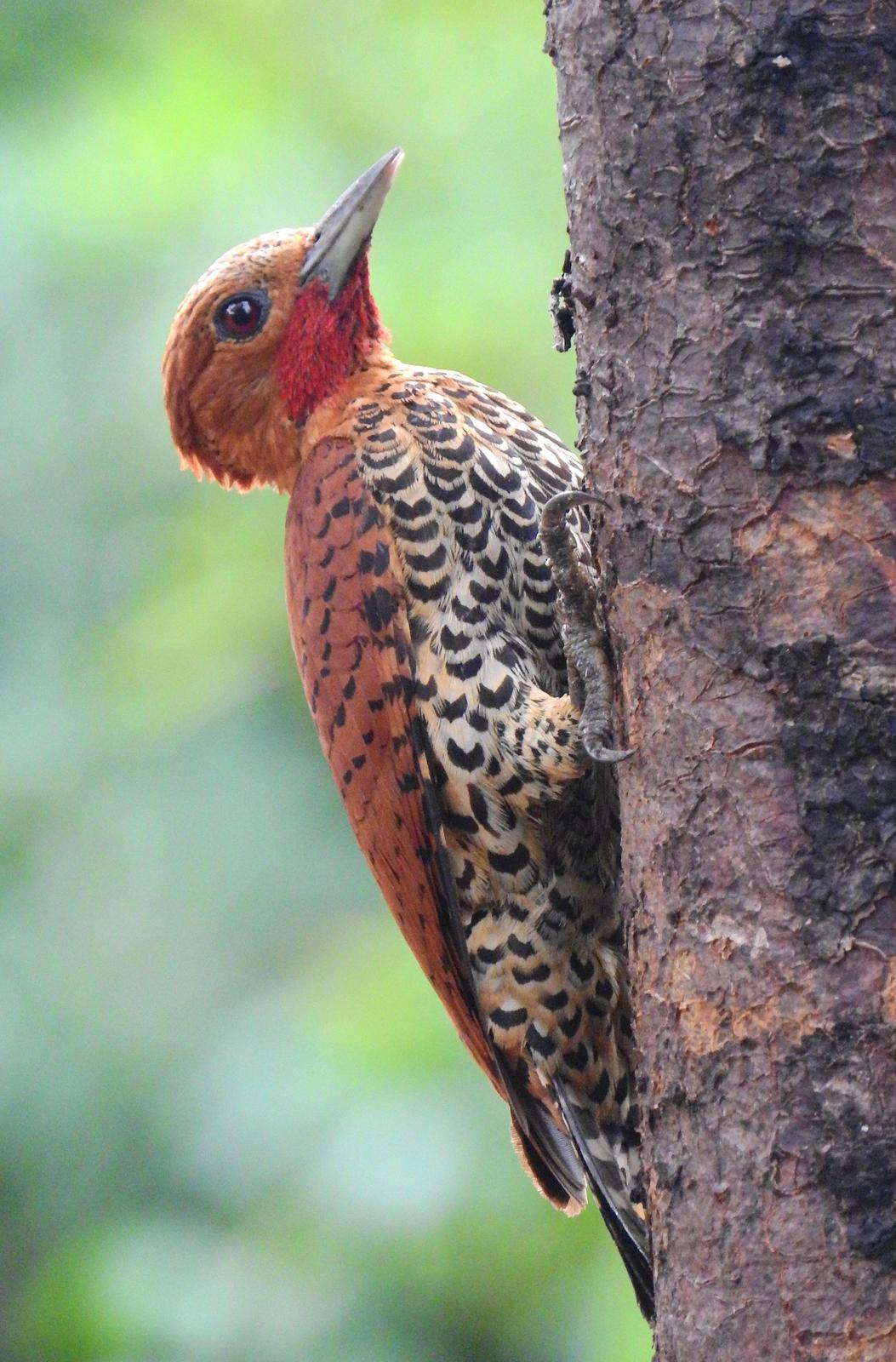 Cinnamon Woodpecker Photo by Luis  Prada
