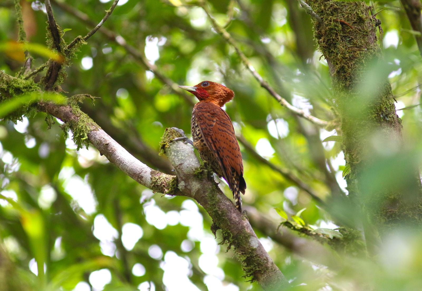 Cinnamon Woodpecker Photo by Leonardo Garrigues