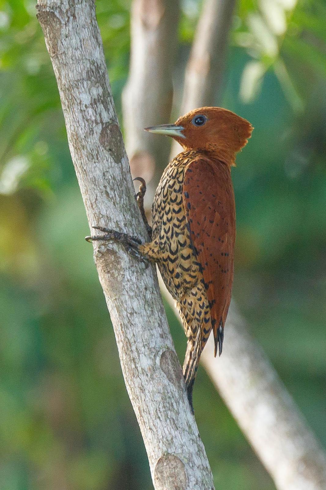 Cinnamon Woodpecker Photo by Denis Rivard