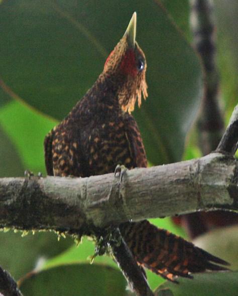 Waved Woodpecker Photo by Sheridan Coffey