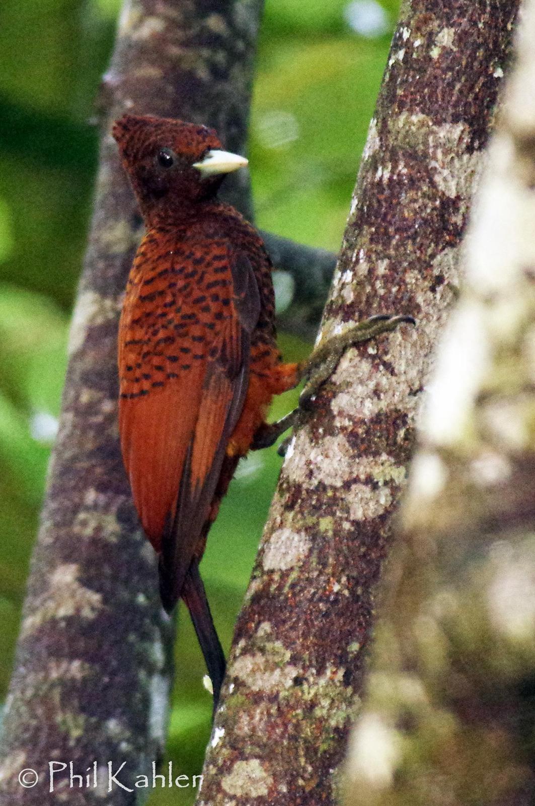 Scale-breasted Woodpecker Photo by Phil Kahler