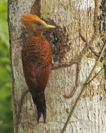 Chestnut-colored Woodpecker Photo by Rene Valdes