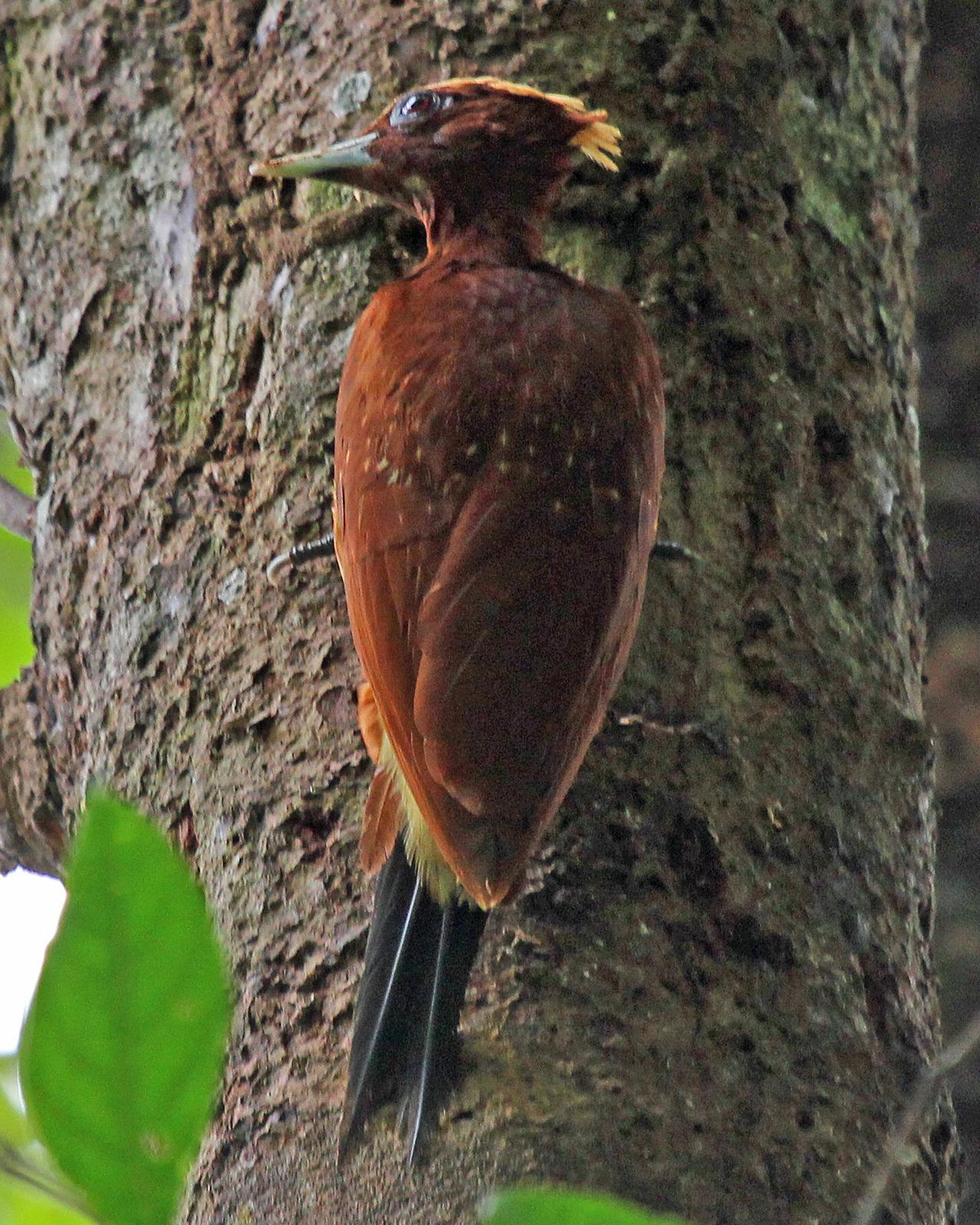 Chestnut Woodpecker Photo by Robert Polkinghorn