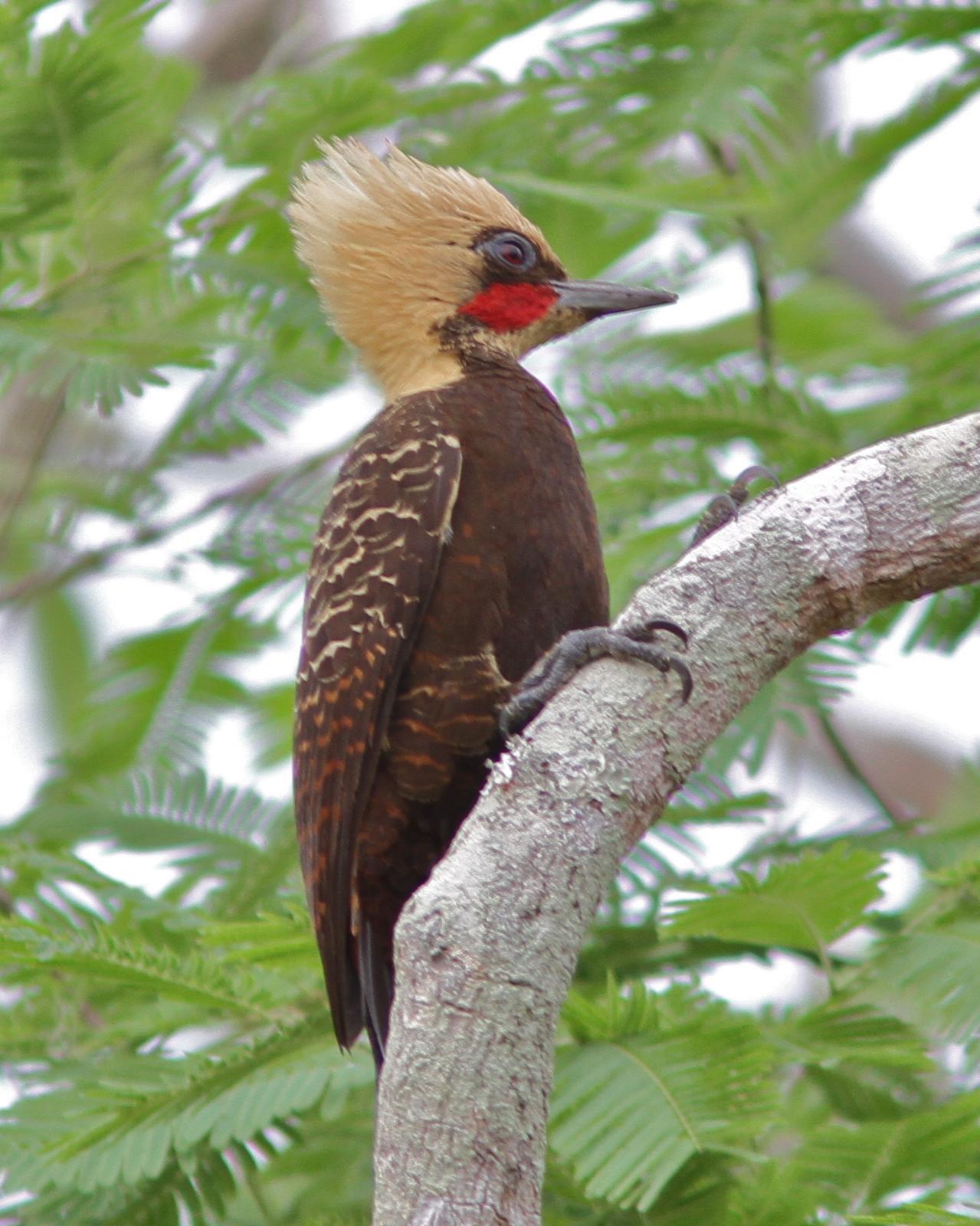 Pale-crested Woodpecker Photo by Marcelo Padua