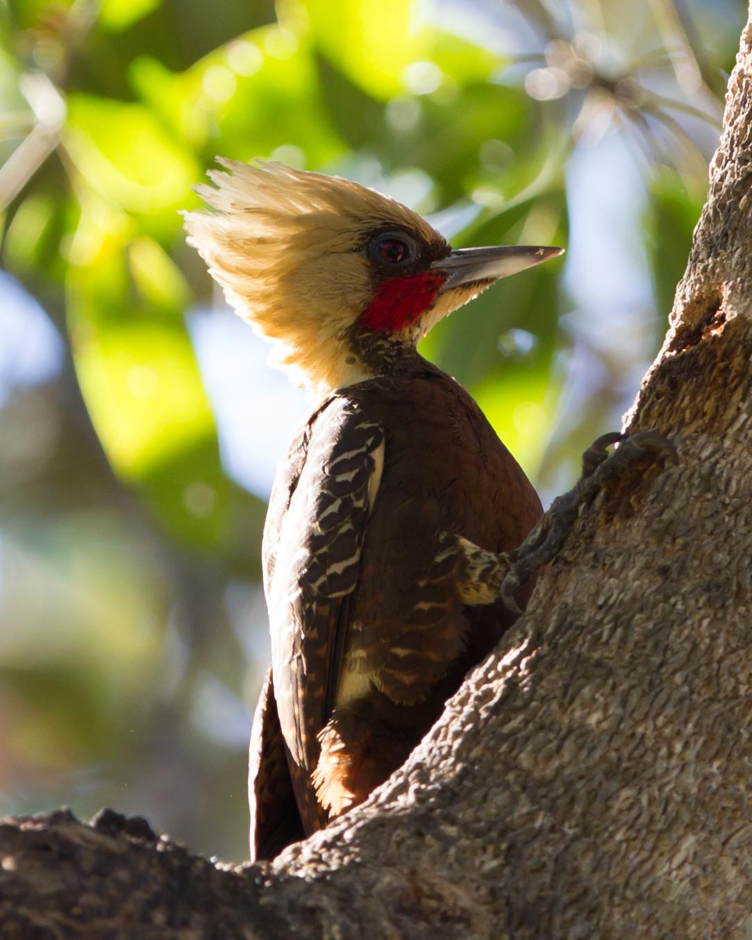 Pale-crested Woodpecker Photo by Kevin Berkoff