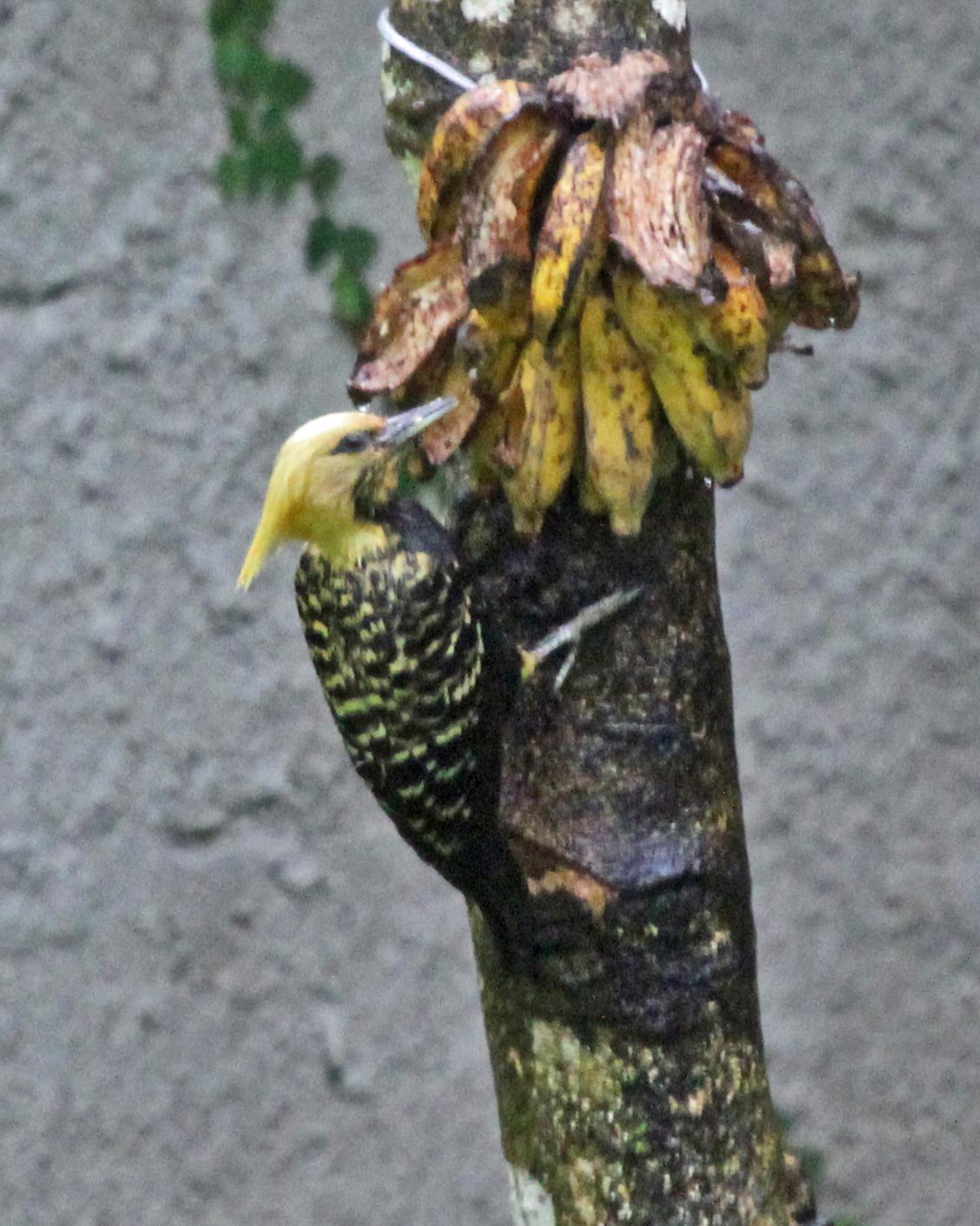 Ochre-backed/Blond-crested Woodpecker Photo by Robert Polkinghorn