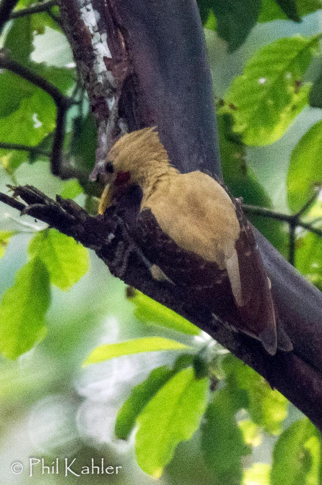 Cream-colored Woodpecker Photo by Phil Kahler