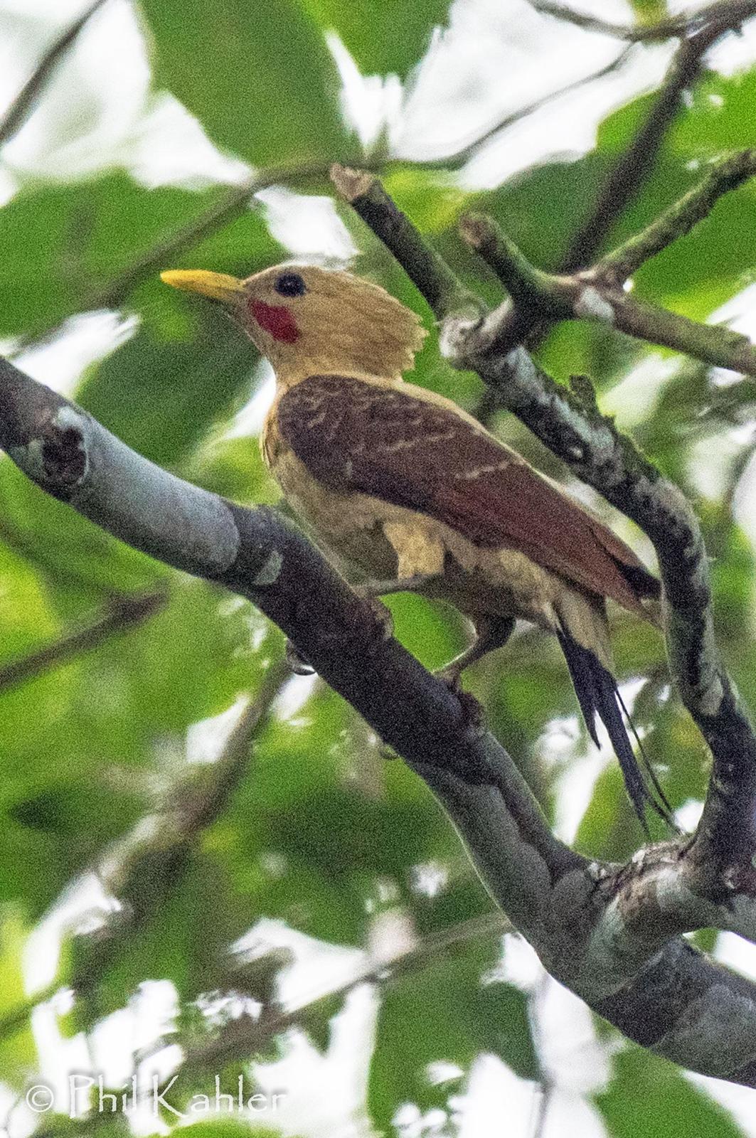 Cream-colored Woodpecker Photo by Phil Kahler