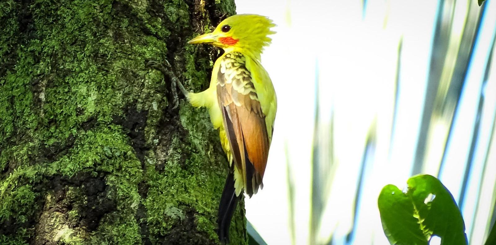 Cream-colored Woodpecker Photo by Julio Delgado