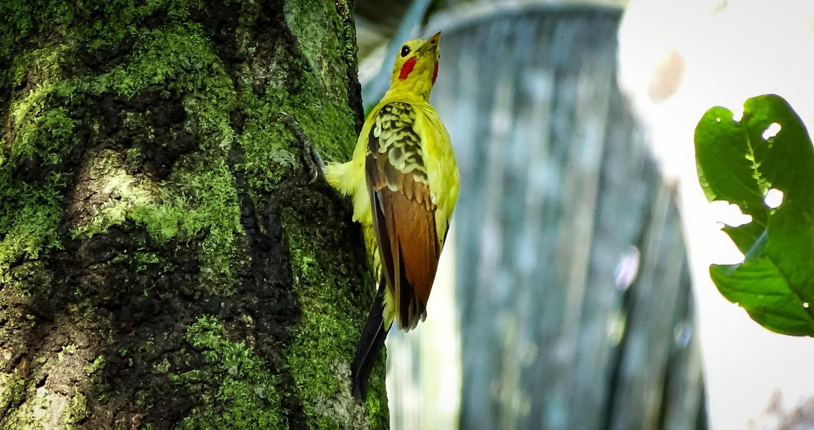 Cream-colored Woodpecker Photo by Julio Delgado