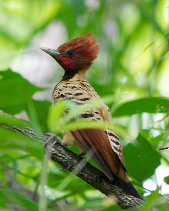 Kaempfer's Woodpecker Photo by Marcelo Padua
